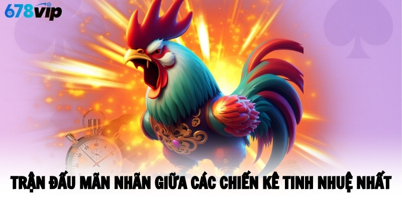 Trận đấu mãn nhãn giữa các chiến kê tinh nhuệ nhất